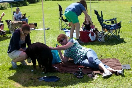 hunderennen 002