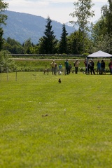 hunderennen 011