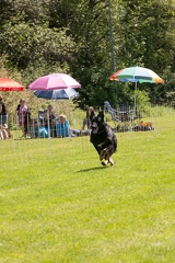 hunderennen 099