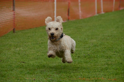 Hunderennen2016-115