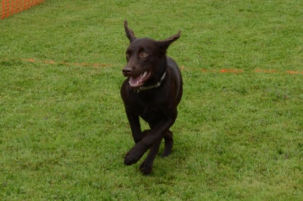 Hunderennen2016-187