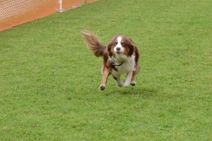 Hunderennen2016-316