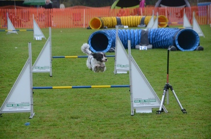 5-Agility-Laendle-Cup-023
