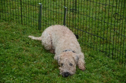 5-Agility-Laendle-Cup-044