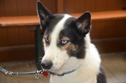 5-Agility-Laendle-Cup-062