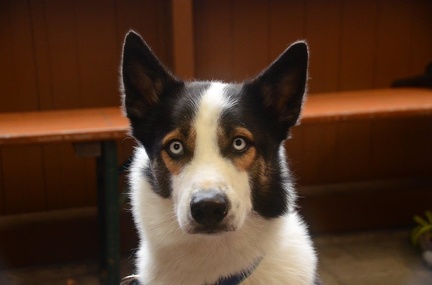 5-Agility-Laendle-Cup-063