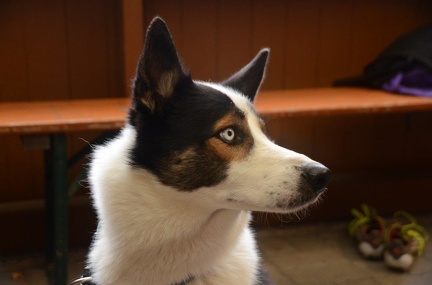 5-Agility-Laendle-Cup-064