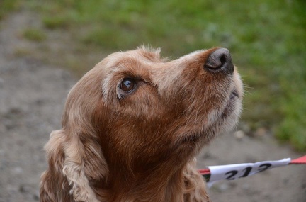 5-Agility-Laendle-Cup-066