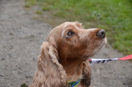 5-Agility-Laendle-Cup-067