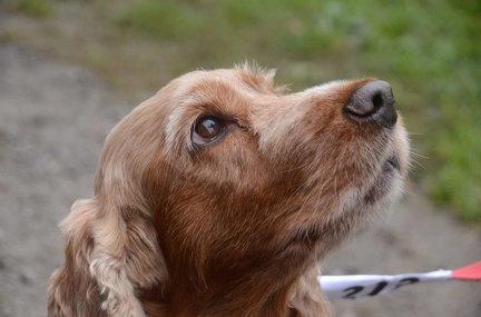 5-Agility-Laendle-Cup-069