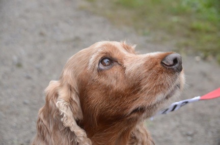 5-Agility-Laendle-Cup-071