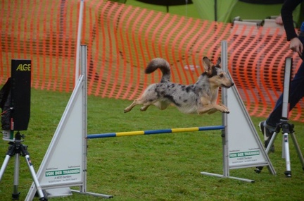 5-Agility-Laendle-Cup-090