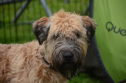 5-Agility-Laendle-Cup-109