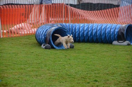 5-Agility-Laendle-Cup-196