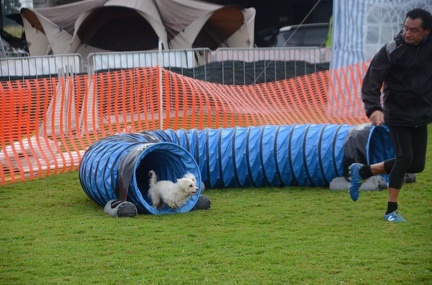 5-Agility-Laendle-Cup-222