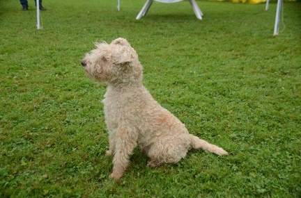 5-Agility-Laendle-Cup-283