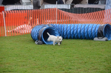 5-Agility-Laendle-Cup-354