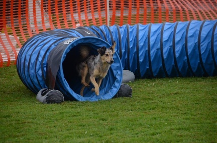 5-Agility-Laendle-Cup-392