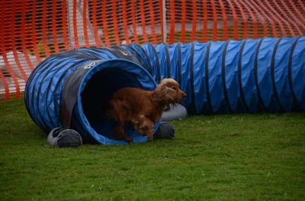 5-Agility-Laendle-Cup-414