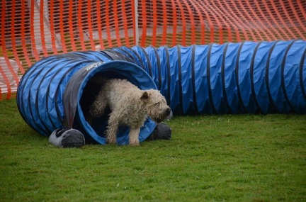 5-Agility-Laendle-Cup-461