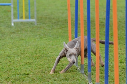 k-3 AGI Laendlecup-451