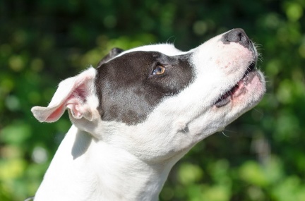 BGH LM Sateins 09-09-2018 14