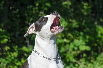 BGH LM Sateins 09-09-2018 16