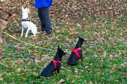 Krimiwanderung  17-11-2018 017