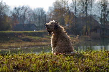 Krimiwanderung  17-11-2018 025