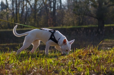 Krimiwanderung  17-11-2018 029