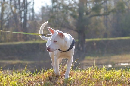 Krimiwanderung  17-11-2018 030
