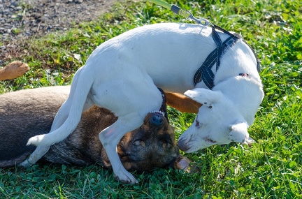 Krimiwanderung  17-11-2018 071