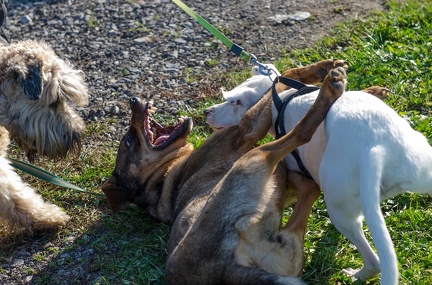 Krimiwanderung  17-11-2018 076