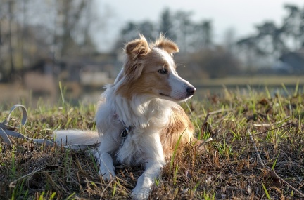 Krimiwanderung  17-11-2018 115