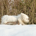 Welpenkurs 02-02-2019 009