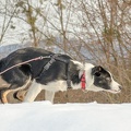 Welpenkurs 02-02-2019 012