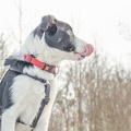 Welpenkurs 02-02-2019 036