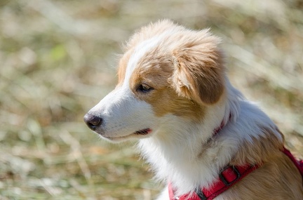 k-Krimiwanderung 2019-09-21 079