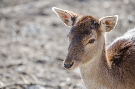 k-HVD beim Doppelmayr-Zoo 2020-02-15 012