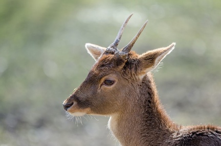 k-HVD beim Doppelmayr-Zoo 2020-02-15 015