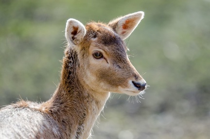 k-HVD beim Doppelmayr-Zoo 2020-02-15 014