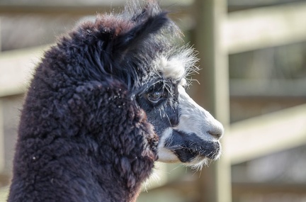k-HVD beim Doppelmayr-Zoo 2020-02-15 017
