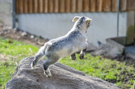 k-HVD beim Doppelmayr-Zoo 2020-02-15 020