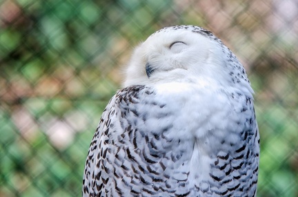 k-HVD beim Doppelmayr-Zoo 2020-02-15 037