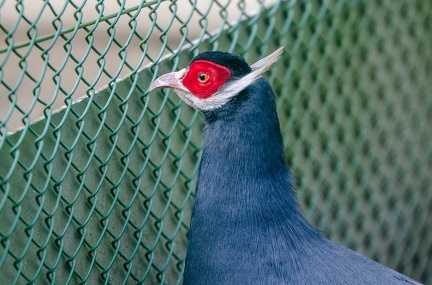 k-HVD beim Doppelmayr-Zoo 2020-02-15 043