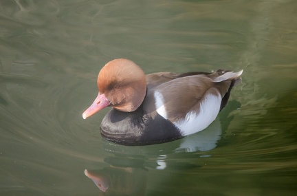 k-HVD beim Doppelmayr-Zoo 2020-02-15 054