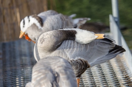 k-HVD beim Doppelmayr-Zoo 2020-02-15 055