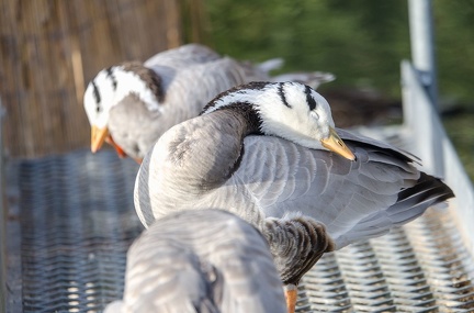 k-HVD beim Doppelmayr-Zoo 2020-02-15 056