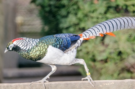 k-HVD beim Doppelmayr-Zoo 2020-02-15 062