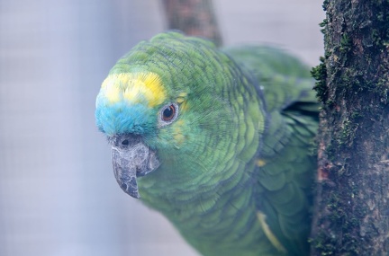 k-HVD beim Doppelmayr-Zoo 2020-02-15 066